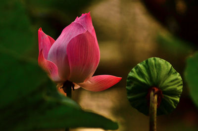 Close-up of pink lotus water lily