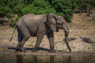 Elephant by river