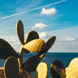 Close-up of succulent plant on sea against sky