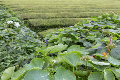 Green plants growing in farm