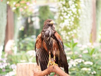 Close-up of bird perching on tree