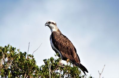 Low angle view of eagle perching on tree against sky