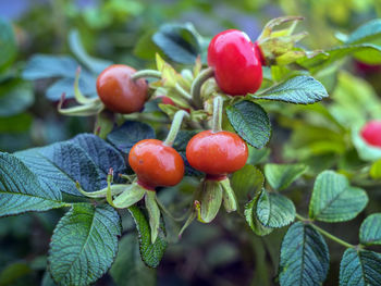 Branches of sweetbriar with ripe fruits. rosa majalis. close-up.