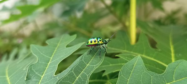 A macro shot of a bug, resting on a leaf