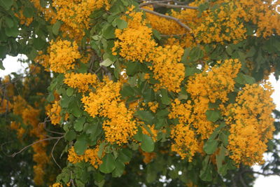 Close-up of yellow flowers