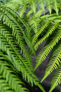 High angle view of fern leaves