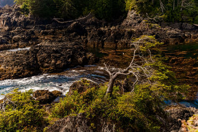 Scenic view of waterfall in forest