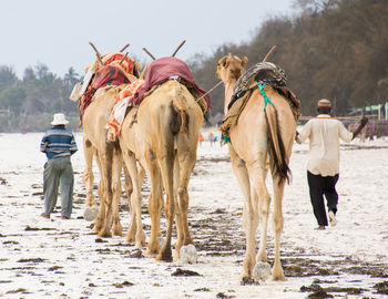Camels on the beach in diani