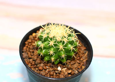 High angle view of succulent plant in pot