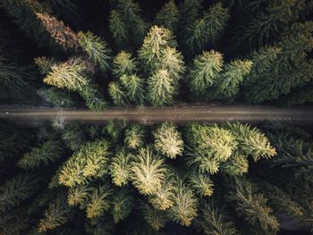 High angle view of road and trees