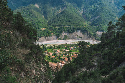 High angle view of trees in forest