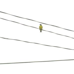 Low angle view of bird on cable against sky