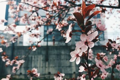 Close-up of cherry blossom tree in city