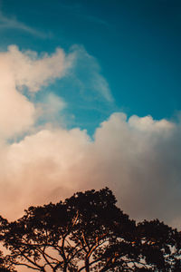 Low angle view of trees against sky