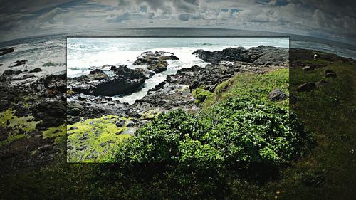 Close-up of green leaf on beach