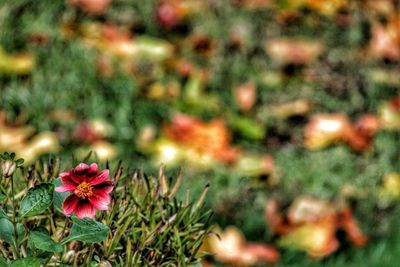 Close-up of flowering plants on field
