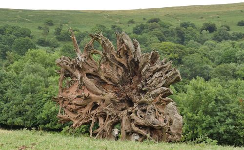 Dead tree on field in forest