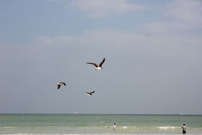 Seagulls flying over sea against sky