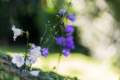 Close-up of purple flowers blooming outdoors