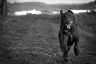 Dog standing on grassy field