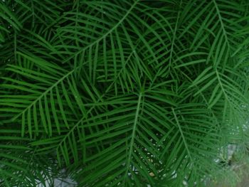 Full frame shot of green leaves