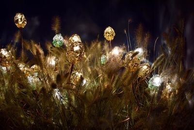 Illuminated plants at night