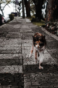 Portrait of dog walking on footpath