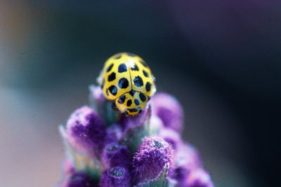 Close-up of insect on purple flower