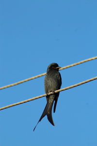 Low angle view of bird perching against clear blue sky