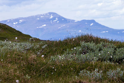 Hillside in the swedish fjälls viewing the mountain Åreskutan. 