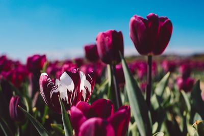 Close-up of pink tulips on field against sky