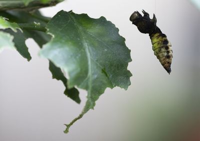 Close-up of insect on leaves