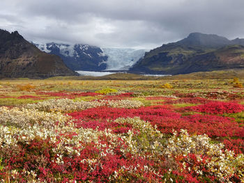 Scenic view of flowering plants and mountains against sky