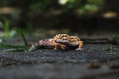Close-up of snail on road