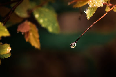 A water drop on hanging from a twig attached to a bush in a garden