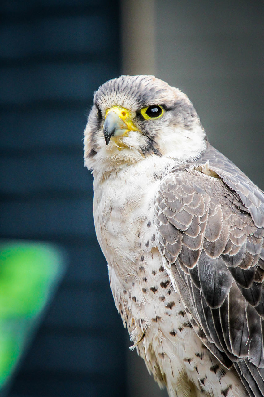 CLOSE-UP PORTRAIT OF EAGLE