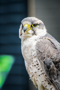 Close-up of owl perching