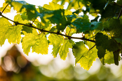 Close-up of tree branch against sky