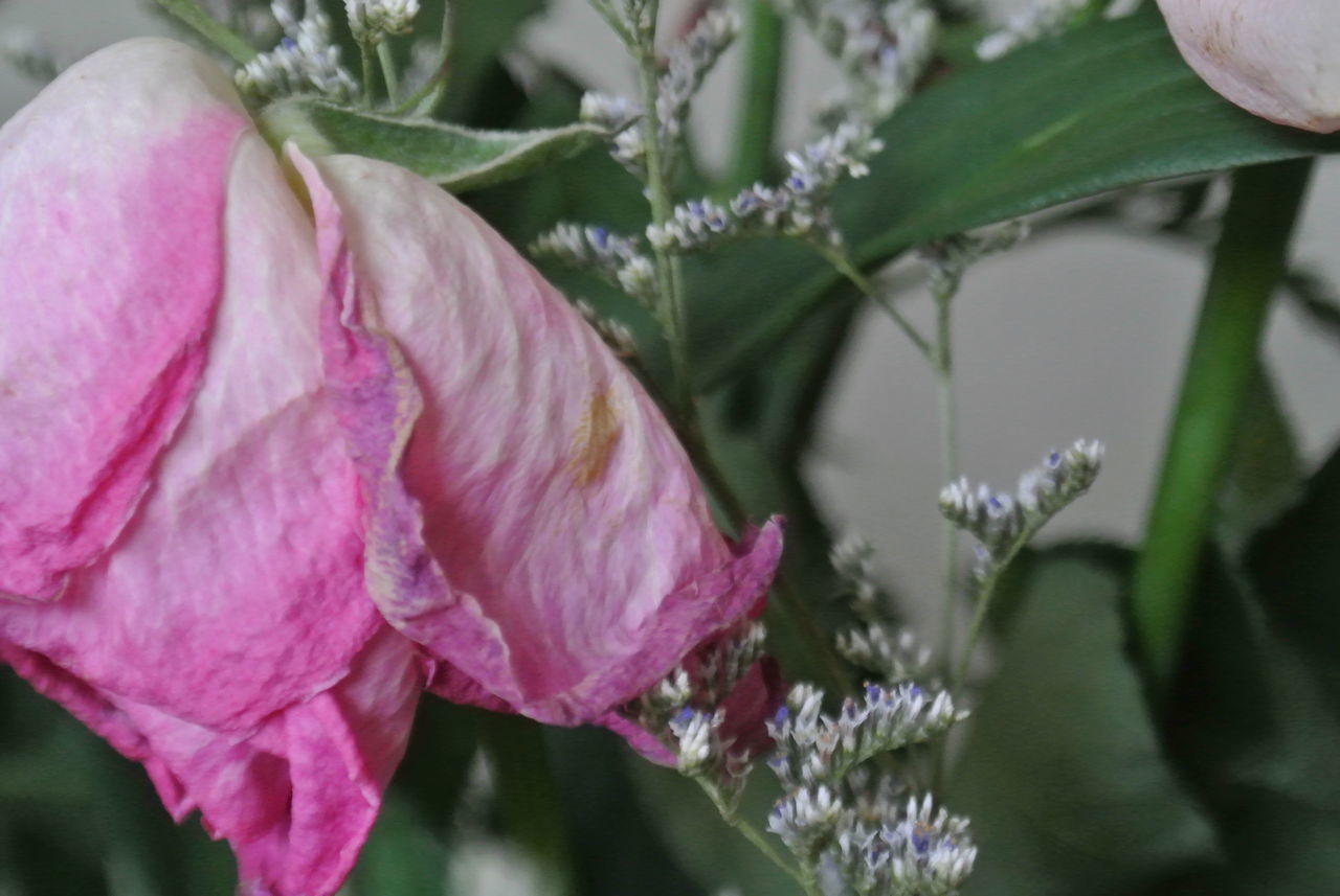 CLOSE-UP OF PINK ROSES