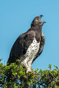 Martial eagle lifting head to yawn widely