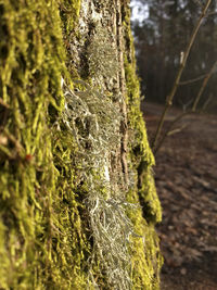 Close-up of moss on tree trunk