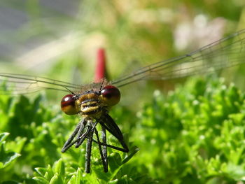 Close-up of insect on leaf