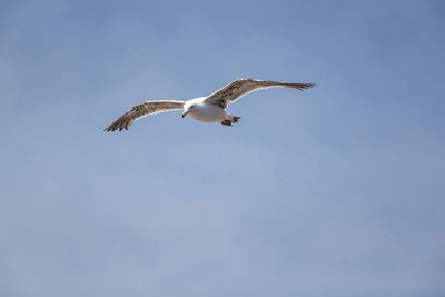 Low angle view of seagull flying against sky