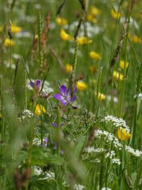 Close-up of purple flowering plants on field