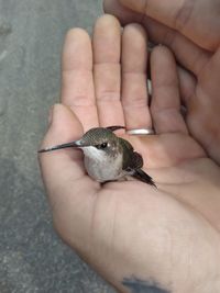 Hummingbird