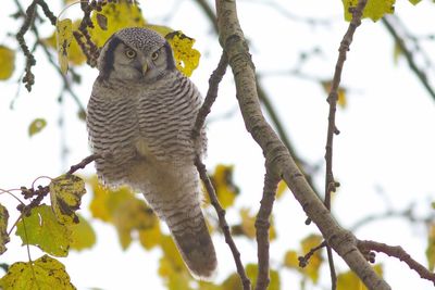 Low angle portrait of owl perching on tree against sky