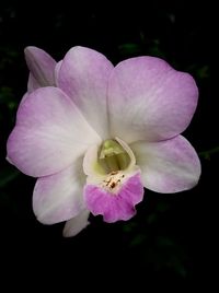 Close-up of pink flower