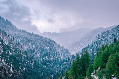 Panoramic view of pine trees and mountains against sky