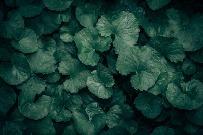 Full frame shot of leaves in water