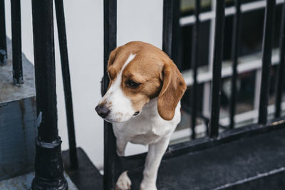 High angle view of a dog peeking through the fence, waiting for owner to come home.